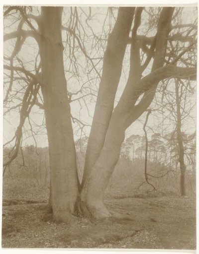 Three Trees Grown Together on Estate Heuven in Rheden