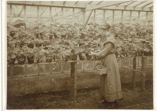 Mrs. Rensenbrink Picking Strawberries in the Greenhouse