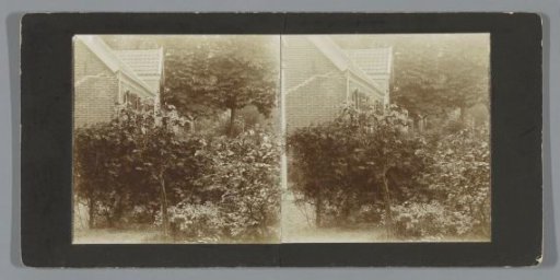 Bushes next to a house