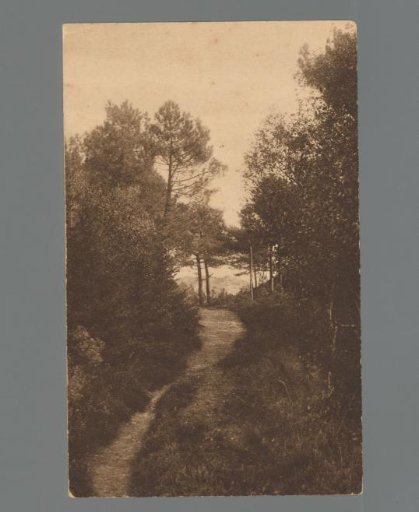 The border road in the dunes between Bergen and Schoorl