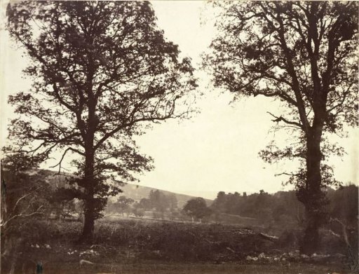 Landscape with Elms