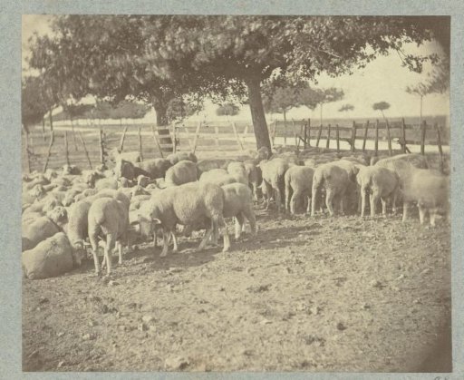 Flock of Sheep Under Trees