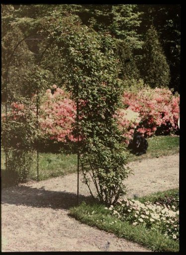View in a park, with a dog lying on the grass in the background