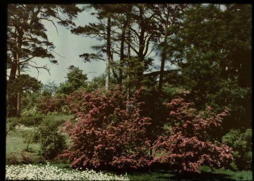 View in a park or garden, with daisies in the grass (foreground), a red-flowering bush, and trees