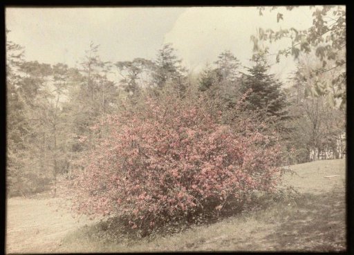 A red-flowering bush in a garden or park