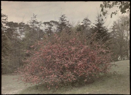 A red-flowering bush in a garden or park