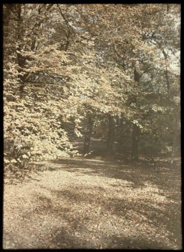 View in a forest, with many autumn leaves on the ground