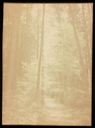 View in a forest, with trees on both sides of a path