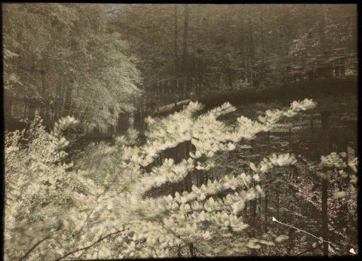 View in a forest, with agitated branches with yellow leaves in the lower left foreground