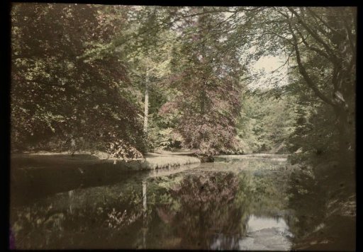 View over water in a forest