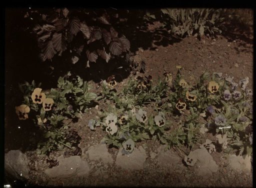 Bed of violets viewed from above