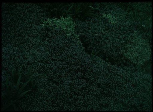 Green bushes and plants