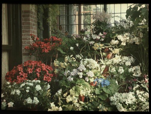 Flowers at the rear (?) of a house