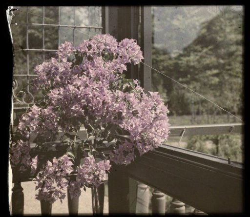 Plant on a balcony