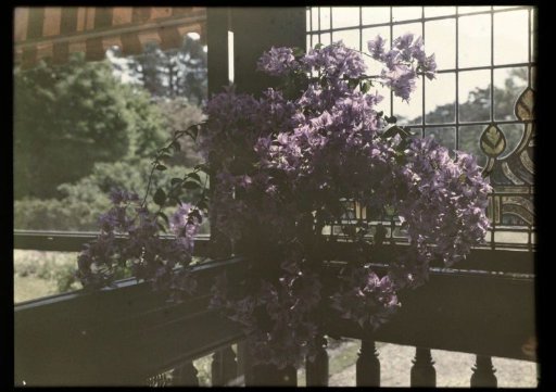 Plant on the balcony at the rear (?) of a house