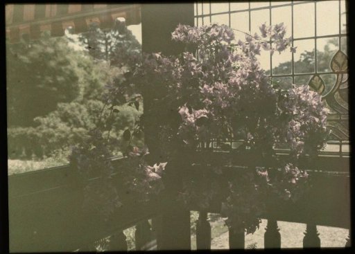 Plant on the balcony at the rear (?) of a house