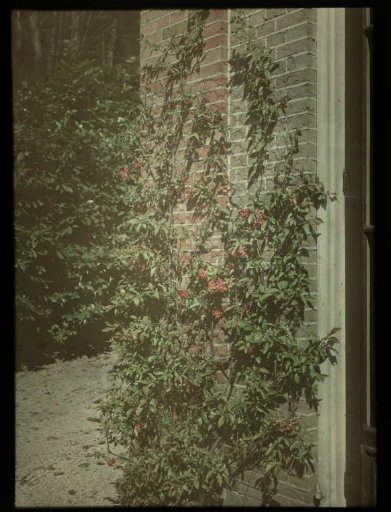 Climbing plant against the wall of a house
