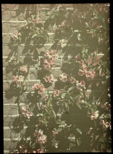 Climbing plant against the wall of a house (detail)