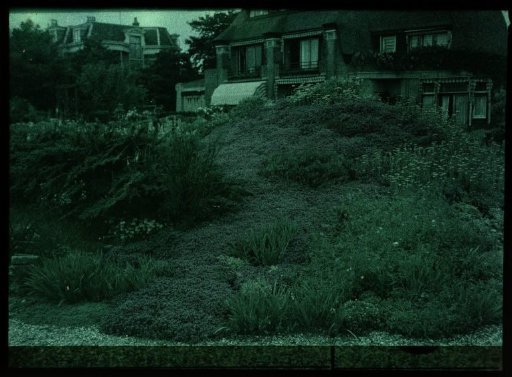 Green plants, with houses in the background