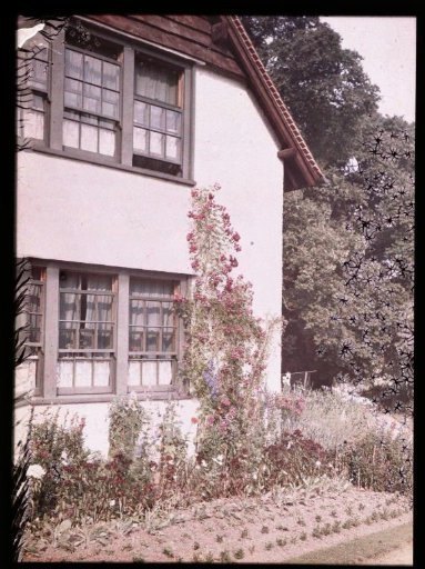 Climbing plant against the wall of a house