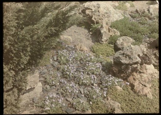 Flowers on a stone/rocky ground