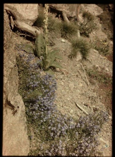 Flowers on a stone/rocky ground