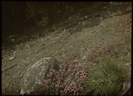 Flowers on a stone/rocky ground