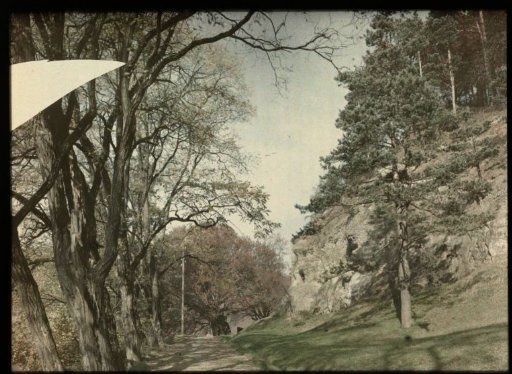 Avenue with trees, with a rock wall to the right