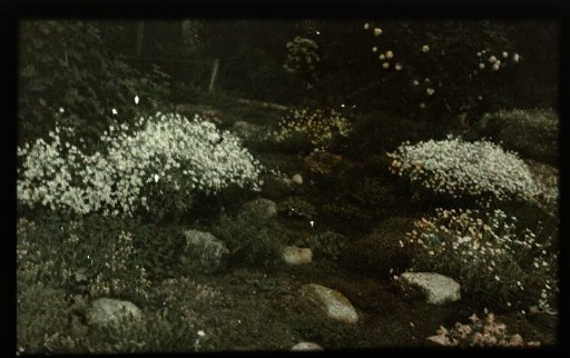 White flowers and stones