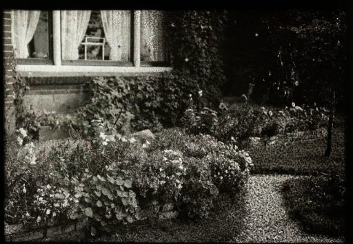 Flowers behind a house