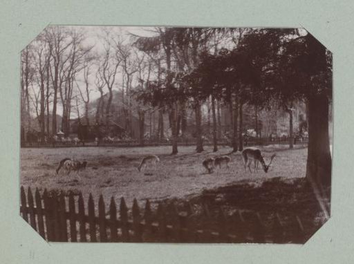 Deer enclosure in the Asserbos