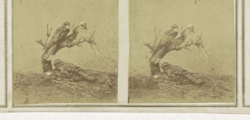 Three Birds, Two of Which Are Perched on a Branch