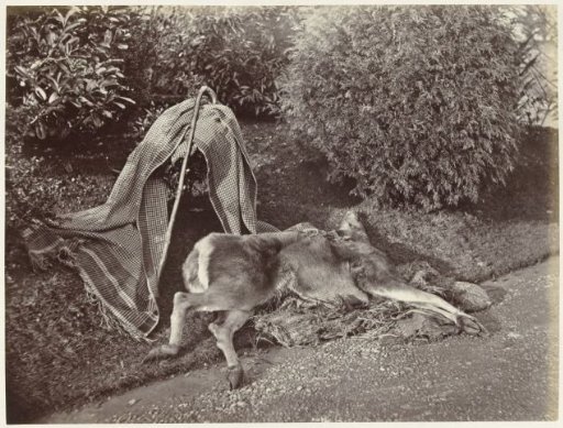 Still Life with a Dead Deer, Walking Stick, and Cloth