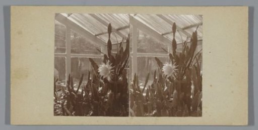 Blooming cacti in a greenhouse
