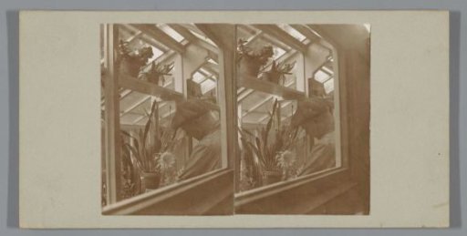 Man viewing a blooming cactus in a greenhouse
