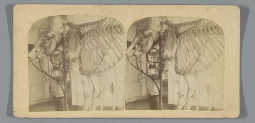 Skeleton of an elephant, exhibited at Artis, Amsterdam
