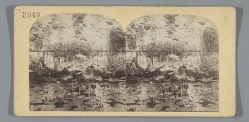Pond in a greenhouse, Artis, Amsterdam
