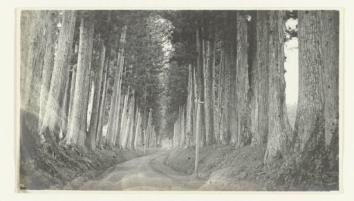 An avenue with tall trees, Nikko (?), Japan