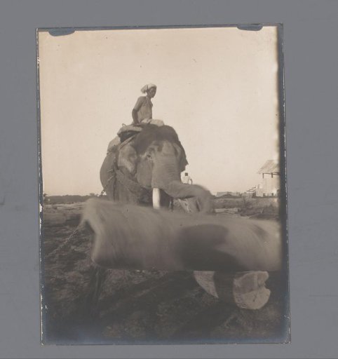 A rider on an elephant dragging tree trunks, India