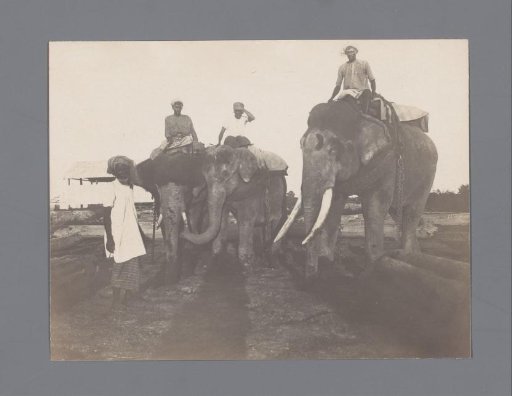 A man by three elephants and their riders, India