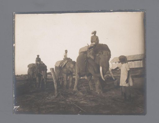A man in front of three elephants in a row and their riders, India