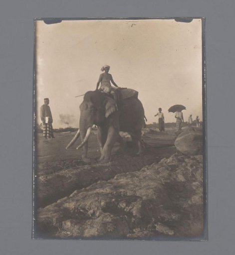An elephant with its rider dragging a tree trunk, India