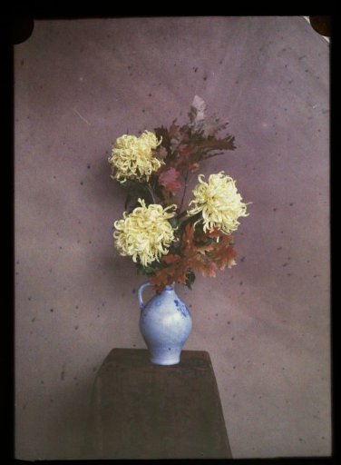 Flowers (asters) in a vase