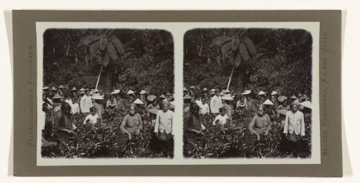 Javanese women picking tea