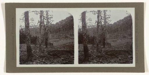 Coffee plantation destroyed by a mudflow