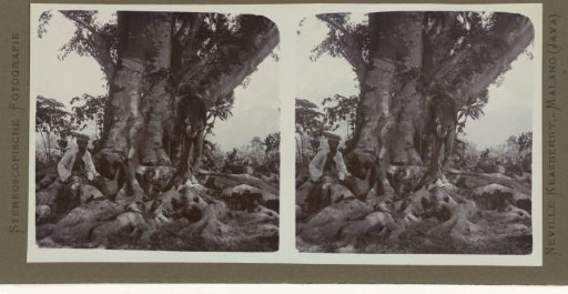 Two men under a large Waringin tree