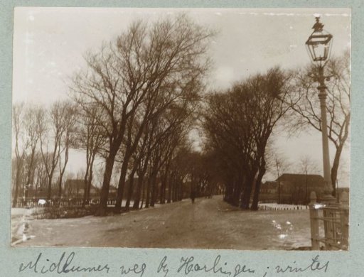 Avenue with trees