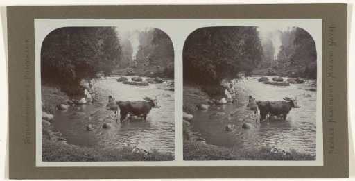 Bathing people and cattle in the Kali Brantas.