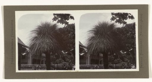 Rare grass tree growing only in Australia.