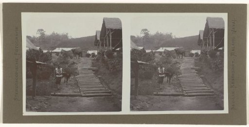 Horses with baskets for transporting coffee from the plantations.